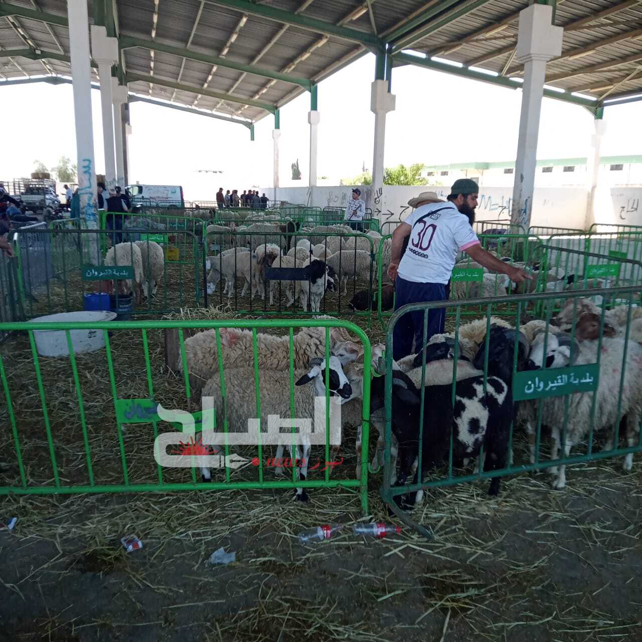 القيروان.. حركية دؤوبة وانشغال بالأسعار مع انطلاق نشاط نقطة بيع الأضاحي بسوق الجملة